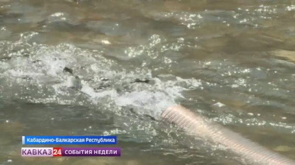 В реки Кабардино-Балкарии выпустили краснокнижных мальков каспийского лосося