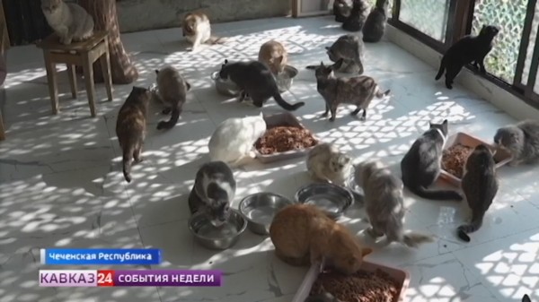 Жители Чеченской Республики помогают котам пережить зиму