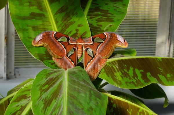 В Ботаническом саду КБГУ появилась крупнейшая бабочка в мире