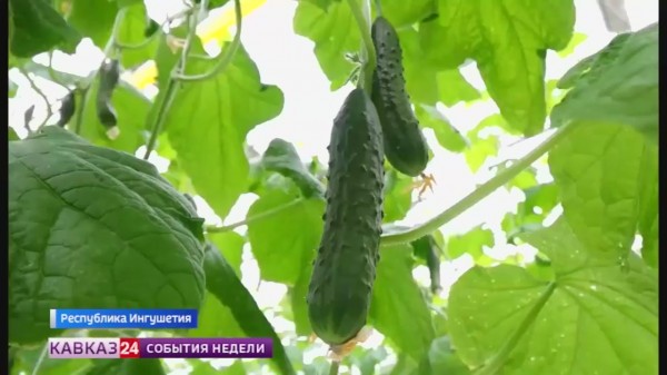 Крупнейший агрокомплекс Северного Кавказа в Ингушетии бьет рекорды по урожайности