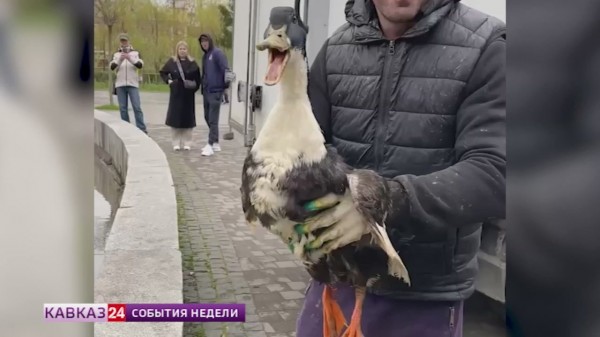 Лебеди и утки вернулись в парк Владикавказа