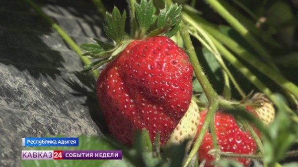 В Адыгее собрали рекордный урожай клубники